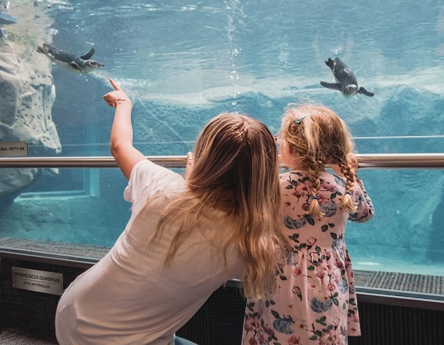 Visitors watching penguins at the International Antarctic Centre