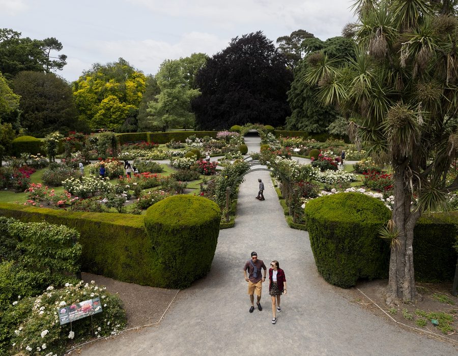 The central rose garden at Christchurch Botanic Gardens in full bloom