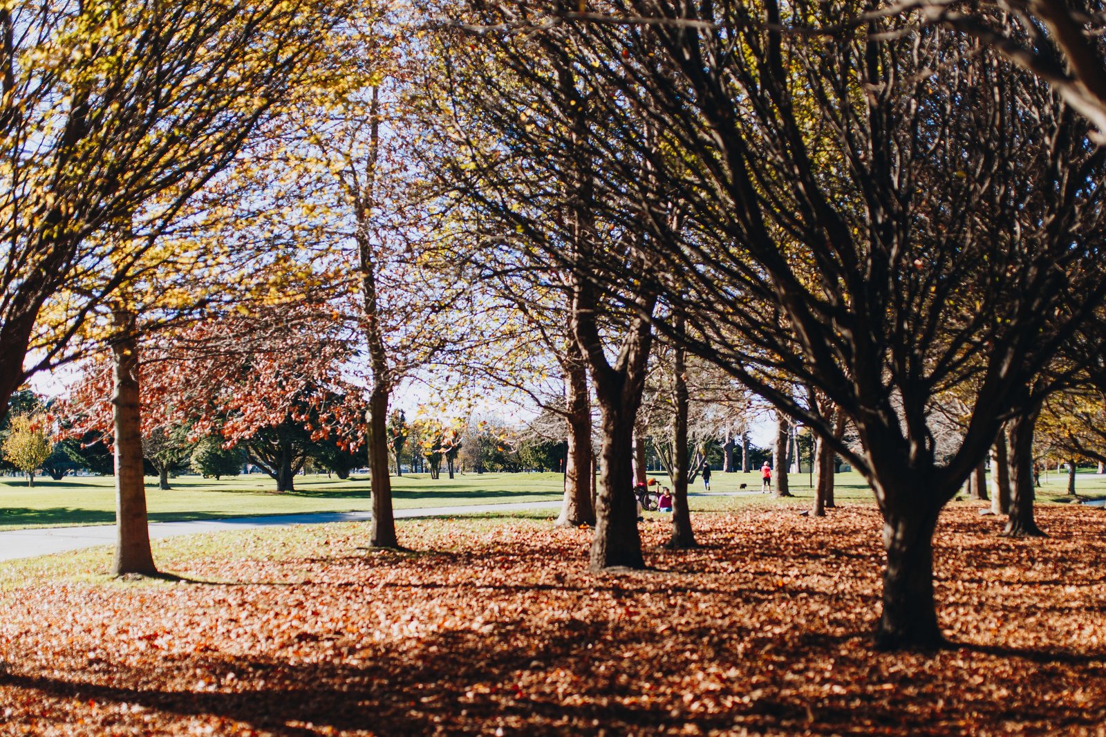 Autumn colours in Hagley Park