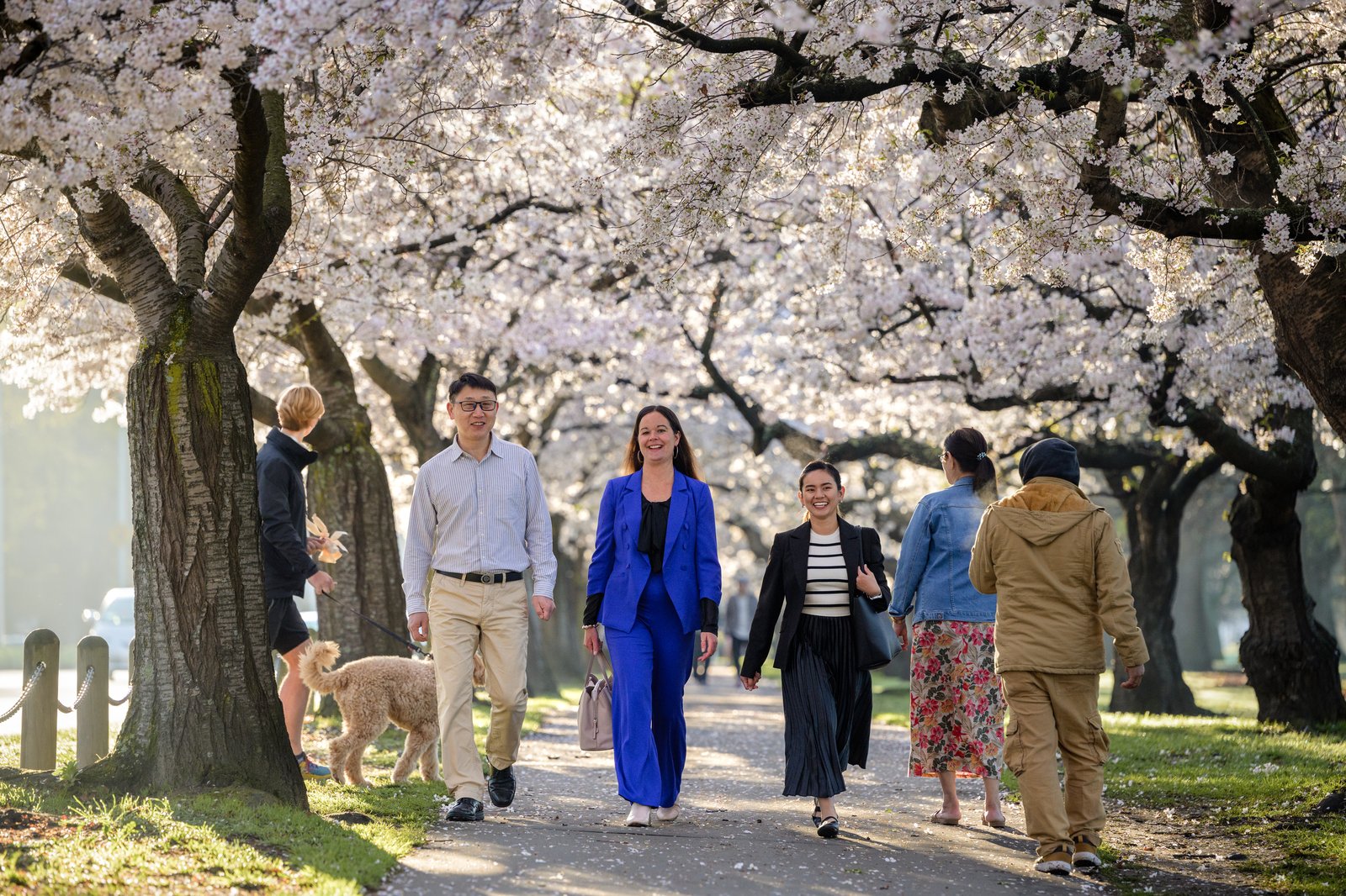 Cherry blossoms in Hagley Park, Christchurch