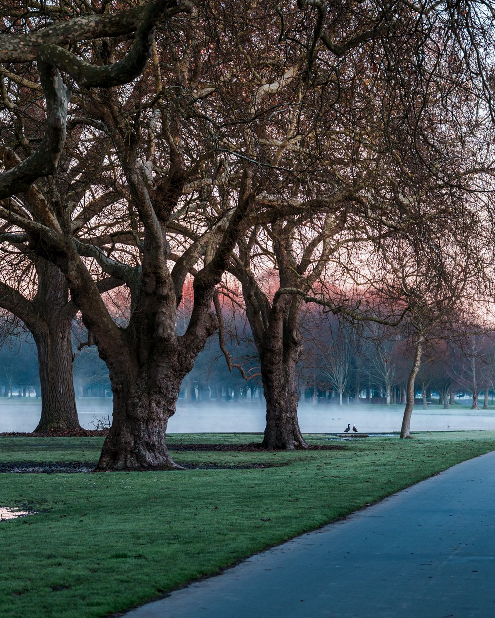 Mature oaks and morning mist on a pathway through Hagley Park, Christchurch